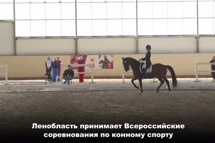 Ленинградская область принимает Всероссийские соревнования по конному спорту